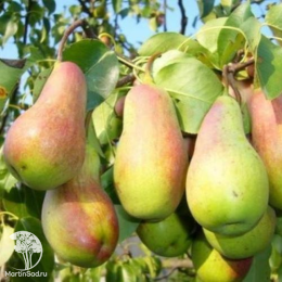 Груша Русская красавица + опылитель Груша Любимица Яковлева