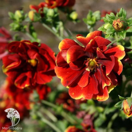 Лапчатка Арк-эн -Сил