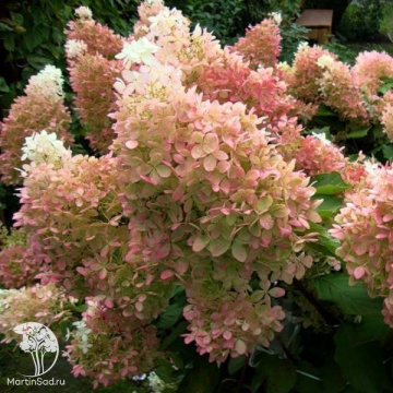 Фото Гортензия метельчатая Фантом
