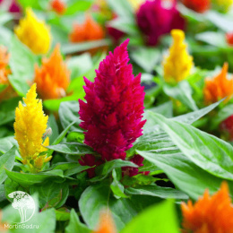Целозия перистая Лиллипут микс