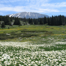 Лютик альпийский