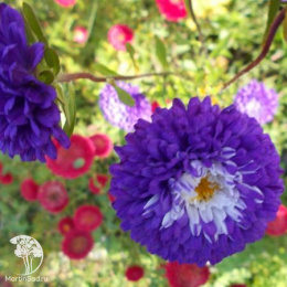 Астра помпонная Превосходный Ракли