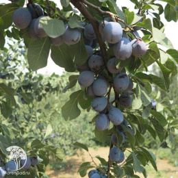 Слива гибрид Ника + Агафоновский