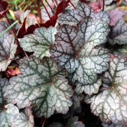 Сверхвыгодный микс! Гейхера Роуз Селект + Гейхера Плам Рояль + Гейхера Глиттер