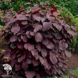 Фундук краснолистный