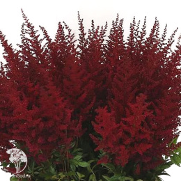 Астильба Арендса Пауль Гаарднер