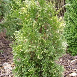 Туя западная Конфетти