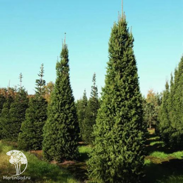 Фото Ель обыкновенная Колумнарис