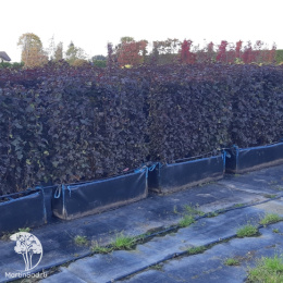 Живая изгородь Пузыреплодник калинолистный Диабло