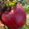 Яблоня домашняя Ражевски фото 1 