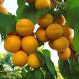 Абрикос обыкновенный Алёша + Жигулёвский сувенир