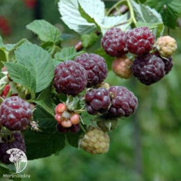 Малина фиолетовая Глен Кое