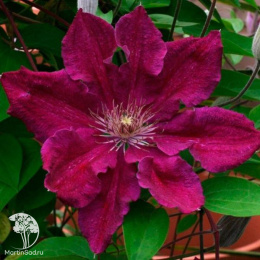 Клематис крупноцветковый Эрнест Маркхем