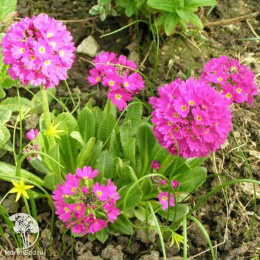 Примула мелкозубчатая Пинк