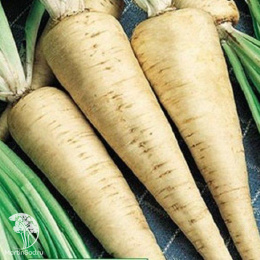 Цикорий корневой Петровский