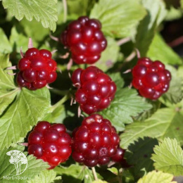 Княженика Пима