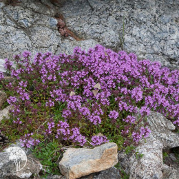 Тимьян ползучий Пурпл