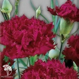 Гвоздика Гренадин Король в черном