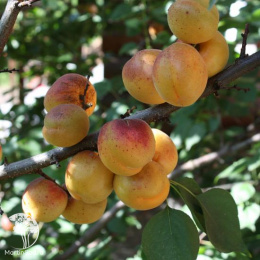 Абрикос обыкновенный Краснощекий + Чемпион Севера