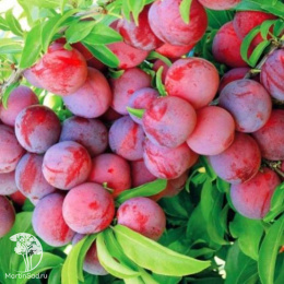 Слива гибрид Подарок Санкт-Петербургу + Красный шар