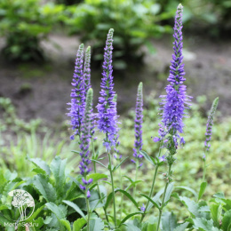 Вероника колосковая Бэби Блю