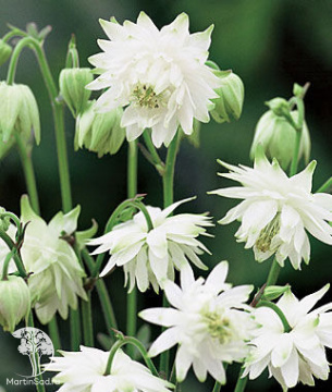 Фото Аквилегия гибридная МакКаны Лайм Сорбет