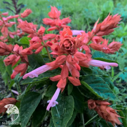 Сальвия Альтаир, карликовая