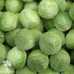 Капуста белокоч. Бабушкин разносол  для квашения