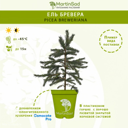 Ель Бревера