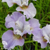 Ирис сибирский Даун Вальц фото 2 