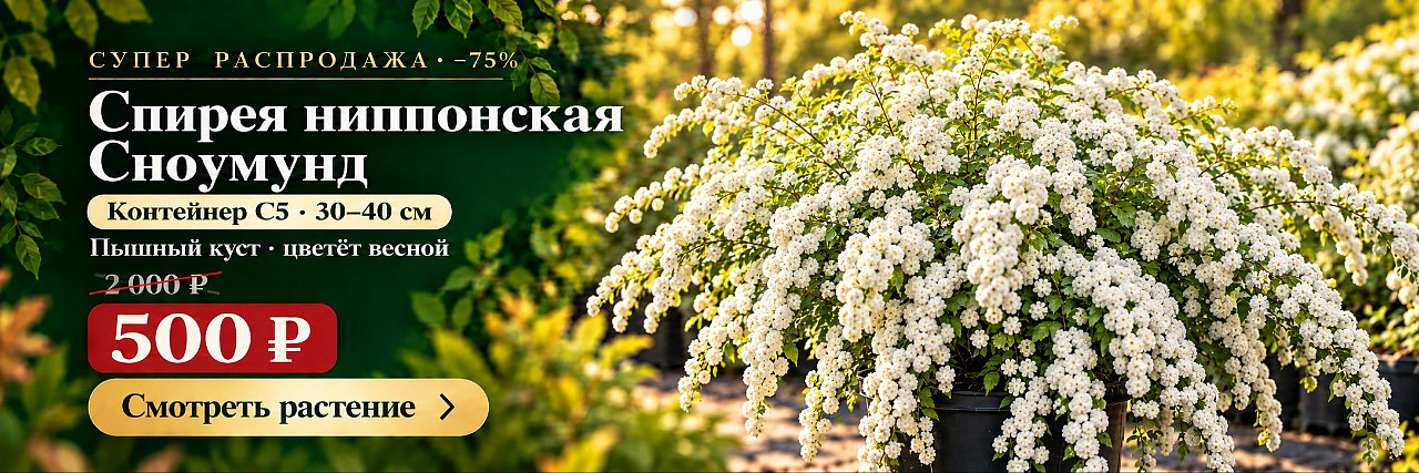 Спирея ниппонская Сноумунд