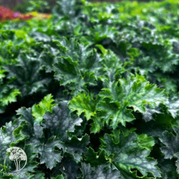 Гейхера Эпл Крисп