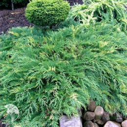 Микробиота перекрестнопарная Голдспот