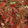  Дуб красный Хаарен на штамбе фото 2 