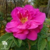Роза морщинистая Рубра фото 1 