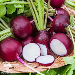 Редис Мулатка-шоколадка