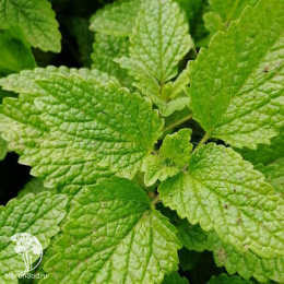 Мелисса лекарственная Фит