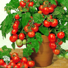 Томат Горшечный красный 