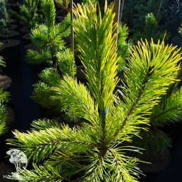 Сосна обыкновенная Волтингс Голд