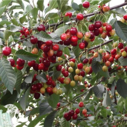 Вишня гибрид Молодёжная + Метеор+ Тургеневка