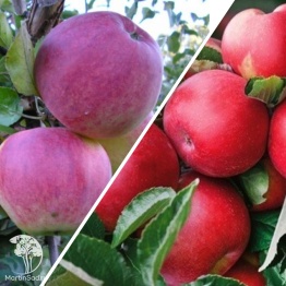 Фото Яблоня гибрид Уэлси с яблоней Красное раннее