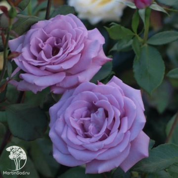Фото Rose Blue Moon Climbing Роза Блю Мун Плетистая (С-20, 4-5 лет, П/Т8/А/7)