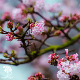 Калина Фаррера Десембер Дварф