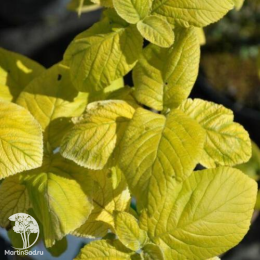 Калина гордовина Ауреа на штамбе