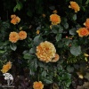 Роза флорибунда Амбер Квин фото 3 
