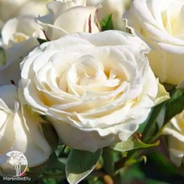Фото Роза спрей (миниатюрная) Вайт Лидия