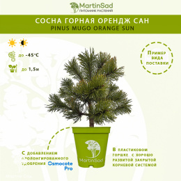 Сосна горная Орендж Сан