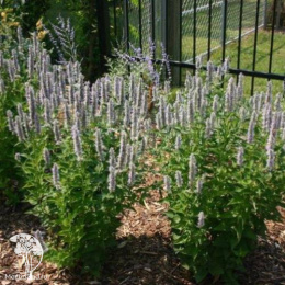 Многоколосник фенхельный