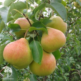 Груша гибрид Августовская Роса + Память Яковлева