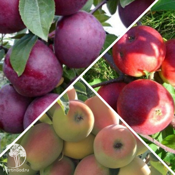 Фото Яблоня гибрид Спартан + Лобо + Синап Орловский